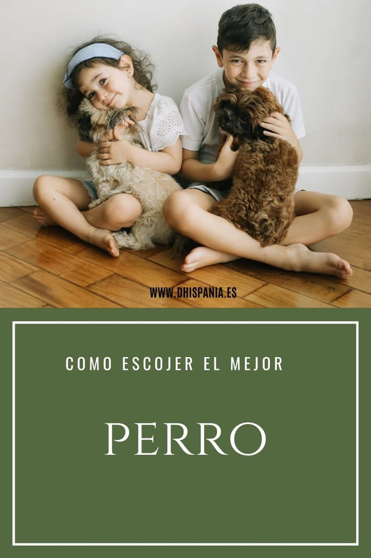¿Cómo elegir el perro perfecto para tu hogar? - Tienda Hípica Online | D’Hispania ®