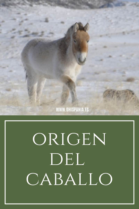 El Caballo - Tienda Hípica Online | D’Hispania ®