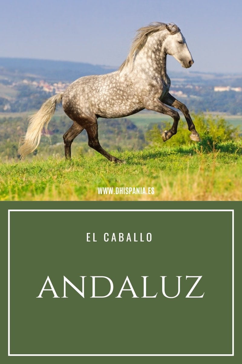 El Caballo Andaluz - Tienda Hípica Online | D’Hispania ®