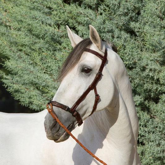 El Caballo Español: Historia, Características y Cuidados Completos 2024 - Tienda Hípica Online | D’Hispania ®