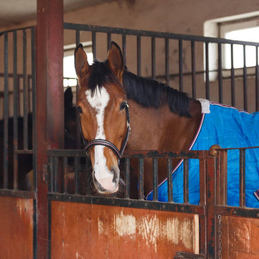 Mantas para Caballos: Protección Completa en Todas las Estaciones - Tienda Hípica Online | D’Hispania ®
