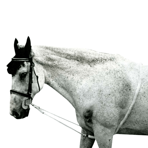 CHAMBÓN ALGODÓN 1799 - Tienda Hípica Online | D’Hispania ®