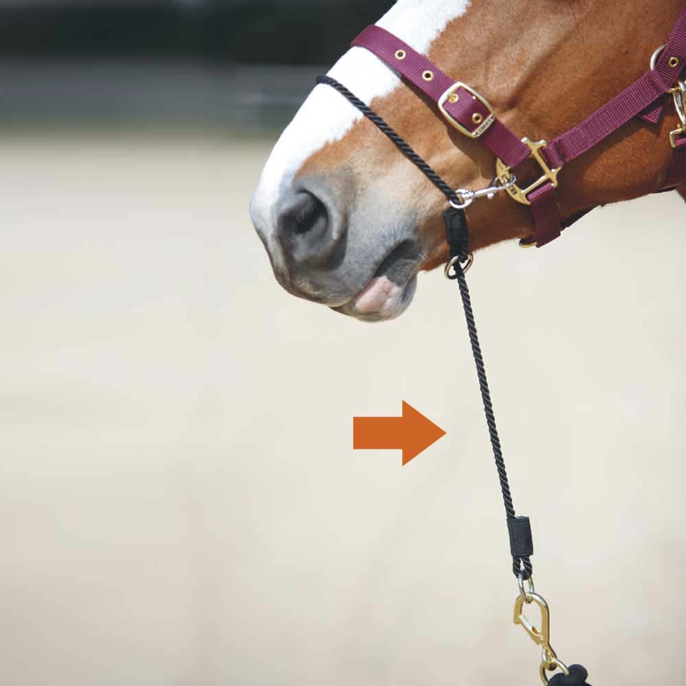 CORREA PARA CABEZADA "KEMP CONTROLLER" - Tienda Hípica Online | D’Hispania ®