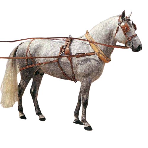 ENGANCHE COLLERA INGLESA SENCILLO - Tienda Hípica Online | D’Hispania ®