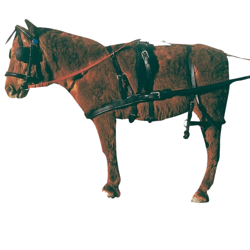 ENGANCHE PECHOPETRAL CUERO MINISHETLAND NEGRO - Tienda Hípica Online | D’Hispania ®