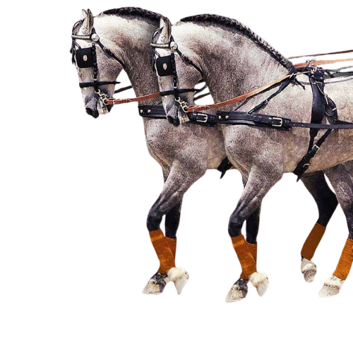 ENGANCHE PECHOPETRAL HÚNGARA DOBLE ECONÓMICO - Tienda Hípica Online | D’Hispania ®