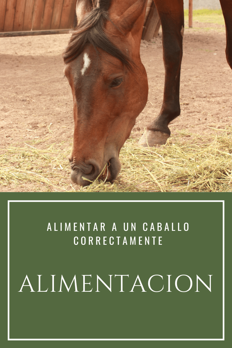 Alimentar a un caballo correctamente - Tienda Hípica Online | D’Hispania ®