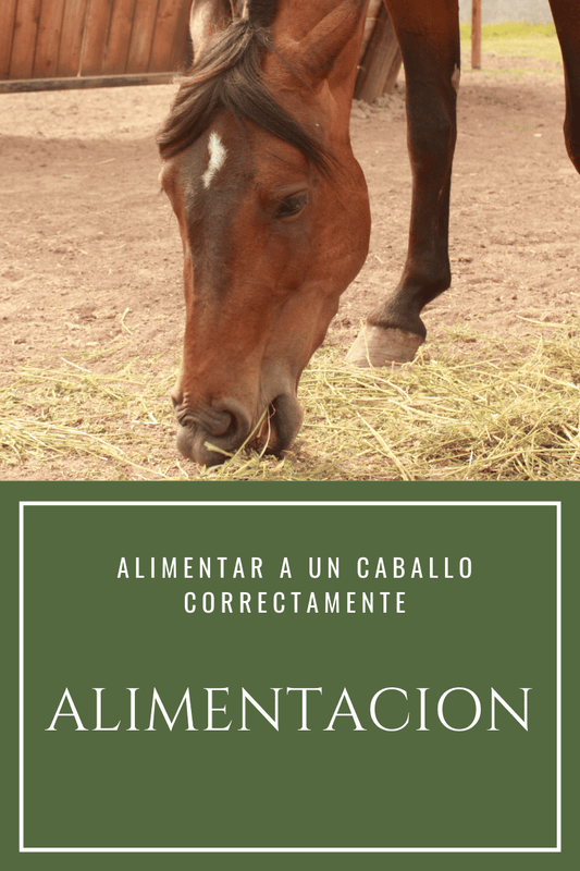 Alimentar a un caballo correctamente - Tienda Hípica Online | D’Hispania ®