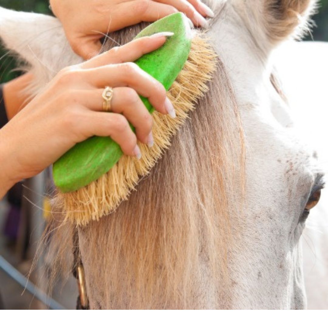 Cómo cuidar la crin del caballo - Guía profesional D'Hispania