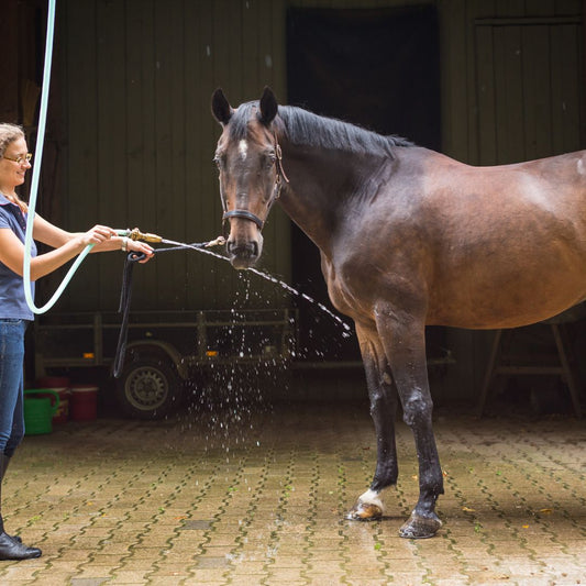 Cómo Duchar al Caballo en Invierno: Guía Completa para el Cuidado en Época Fría - Tienda Hípica Online | D’Hispania ®