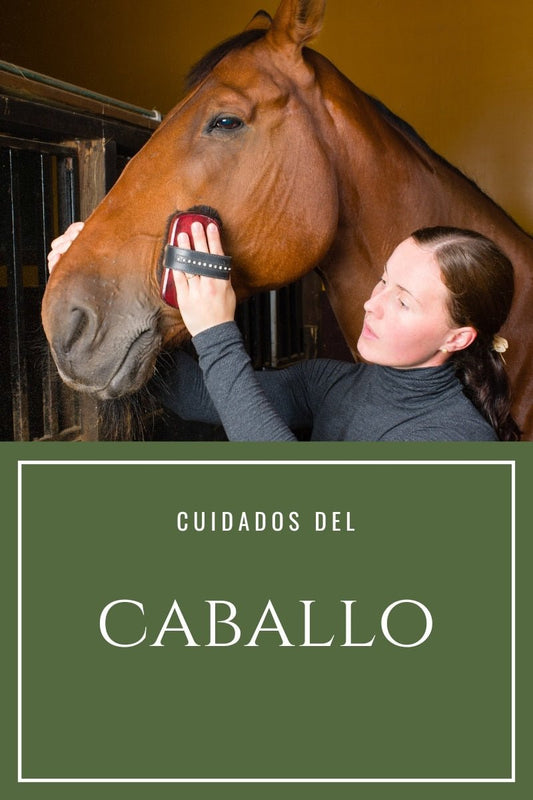 Consejos para cuidar un caballo en casa - Tienda Hípica Online | D’Hispania ®