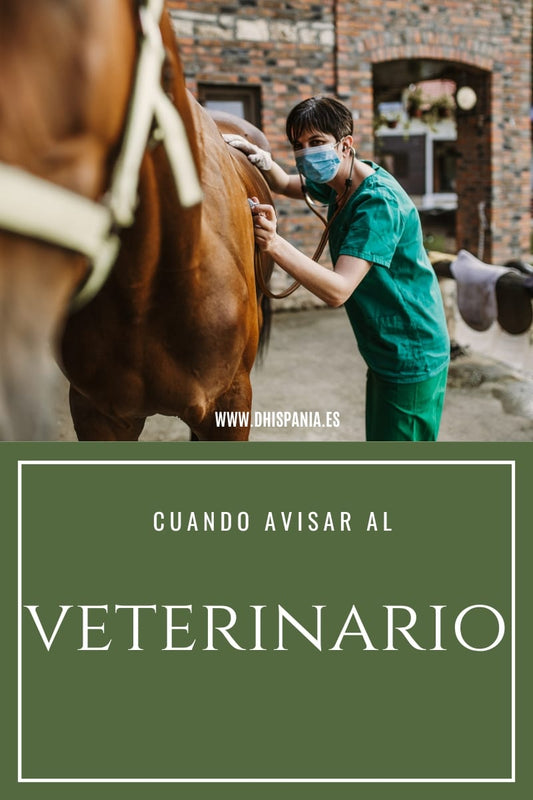 Cuándo avisar al veterinario del caballo - Guía D'Hispania