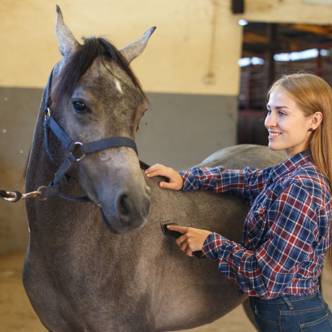 ¿Cuando Esquilar al Caballo? - Tienda Hípica Online | D’Hispania ®