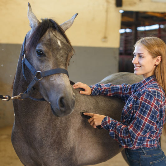 ¿Cuando Esquilar al Caballo? - Tienda Hípica Online | D’Hispania ®