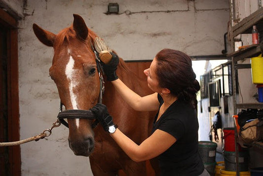 Cuidado del Caballo 2024: Guía Completa de Productos de Limpieza e Higiene Profesional - Tienda Hípica Online | D’Hispania ®
