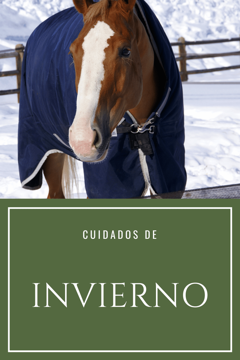 Cuidados de invierno para el caballo - Guía completa D'Hispania
