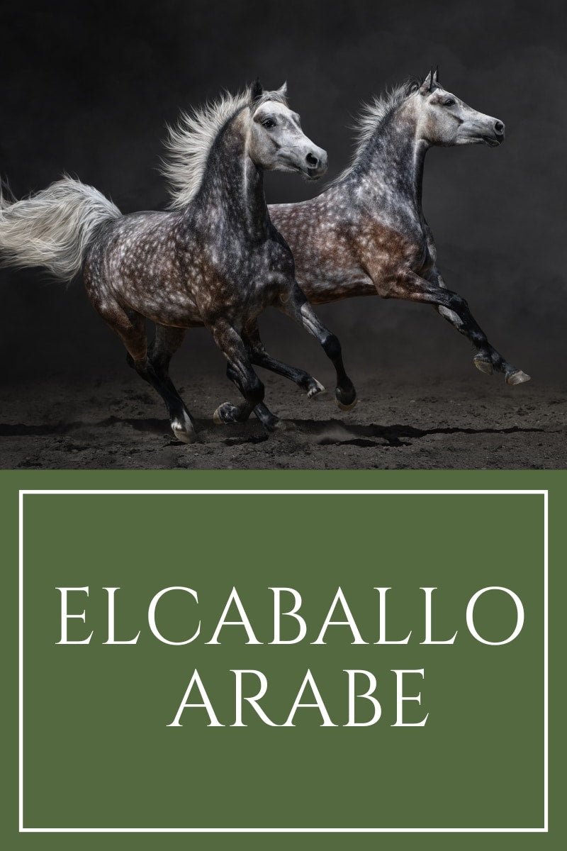 Descubriendo la Majestuosa Belleza del  Caballo  Arabe - Tienda Hípica Online | D’Hispania ®