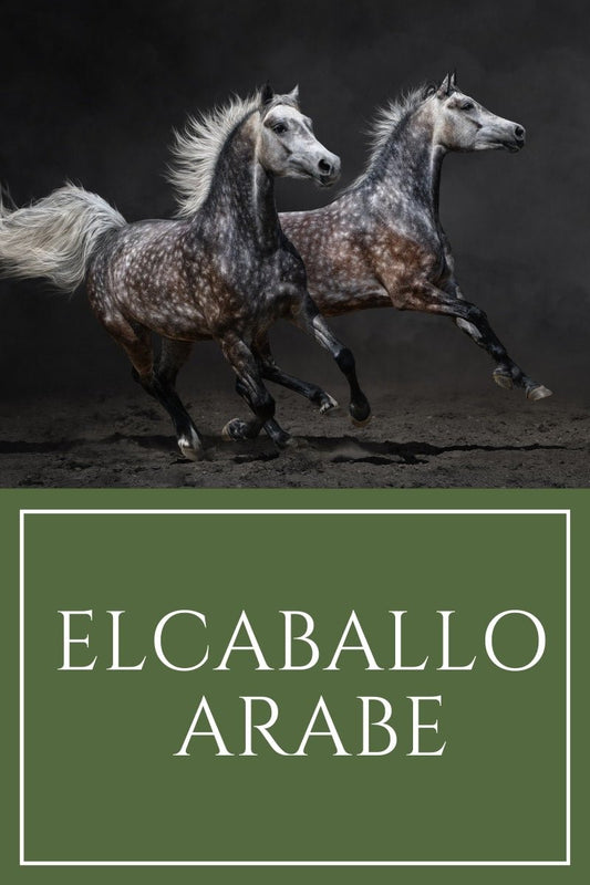 Descubriendo la Majestuosa Belleza del  Caballo  Arabe - Tienda Hípica Online | D’Hispania ®