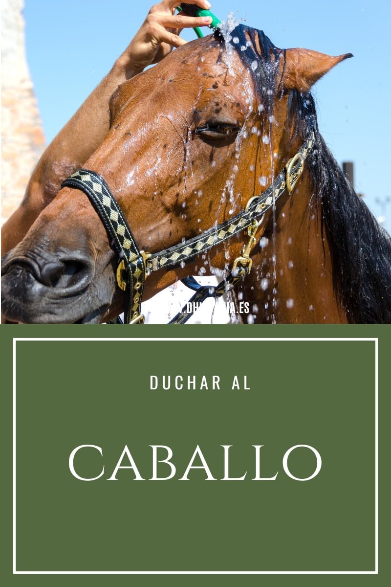 Cómo duchar al caballo - Productos y técnica correcta D'Hispania