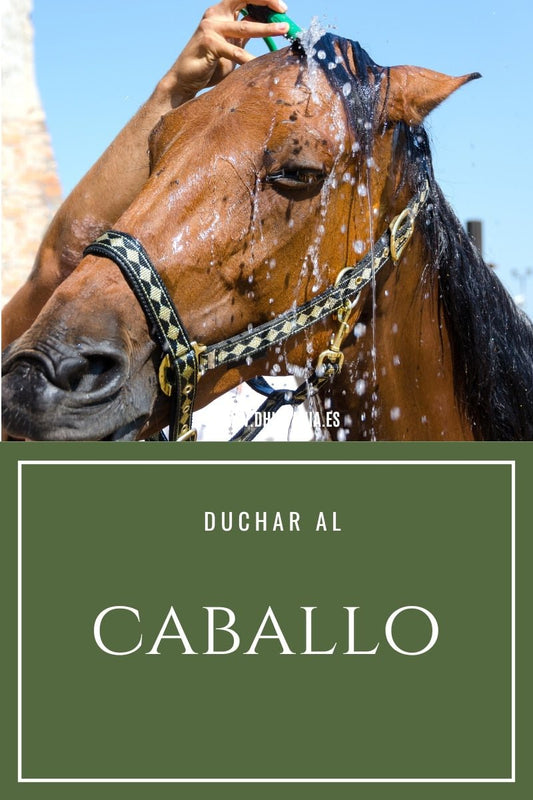 Cómo duchar al caballo - Productos y técnica correcta D'Hispania