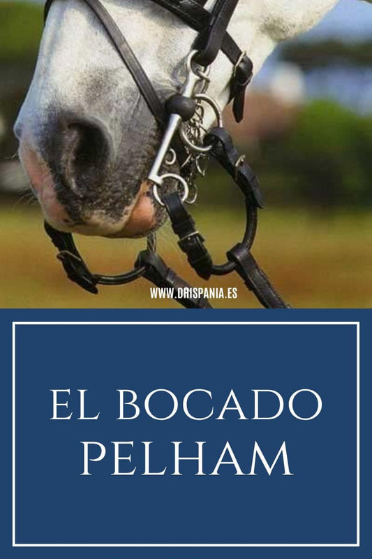 Bocado Pelham para caballos - Tipos, historia y cómo usarlo D'Hispania