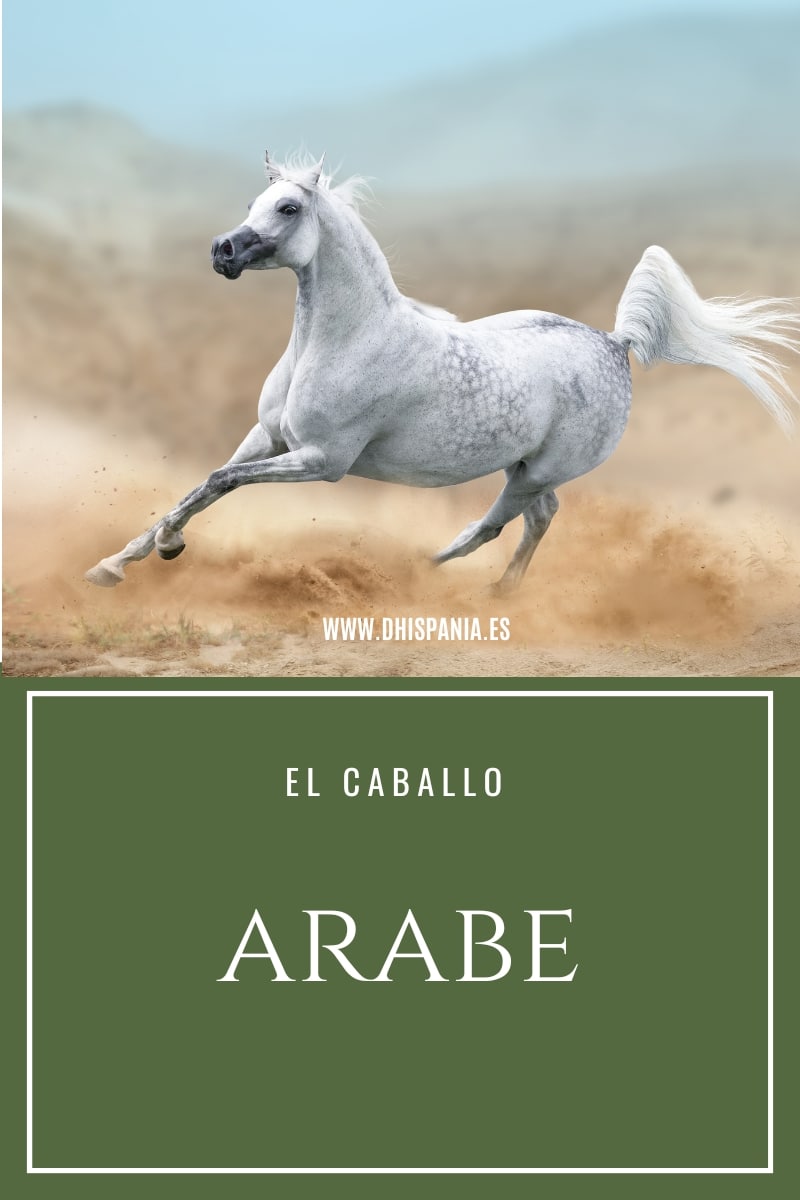 Caballo árabe - Guía completa de la raza más antigua del mundo D'Hispania