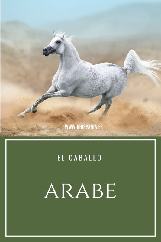 Caballo árabe - Guía completa de la raza más antigua del mundo D'Hispania