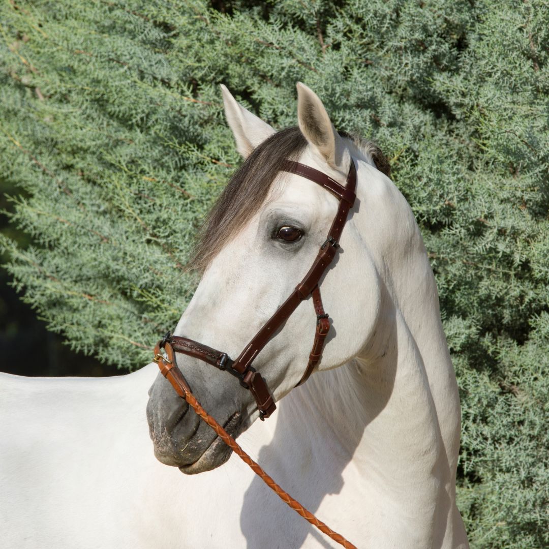 El Caballo Español: Historia, Características y Cuidados Completos 2024 - Tienda Hípica Online | D’Hispania ®