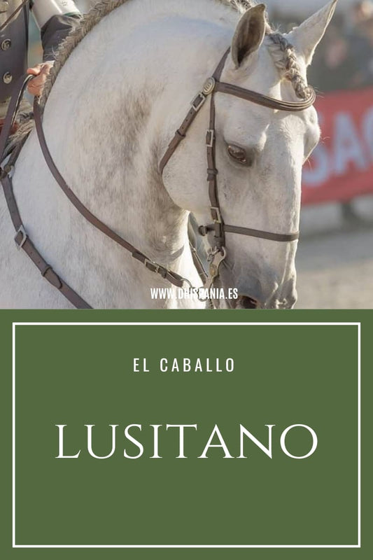 Caballo Lusitano - Guía completa de la raza ibérica portuguesa D'Hispania