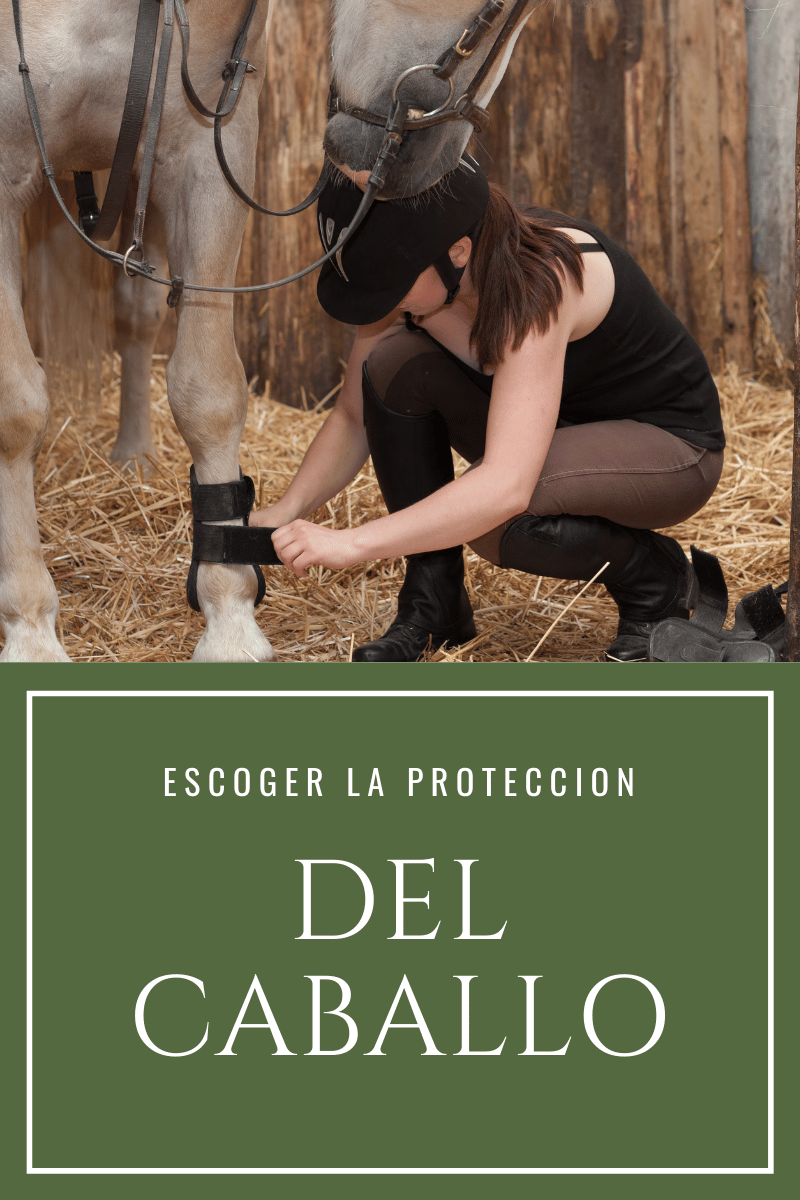 Escoger los protectores de tu caballo - Tienda Hípica Online | D’Hispania ®
