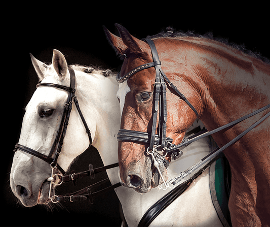 Guía Completa de Bocados para Caballos 2024: Cómo Elegir el Bocado Perfecto - Tienda Hípica Online | D’Hispania ®