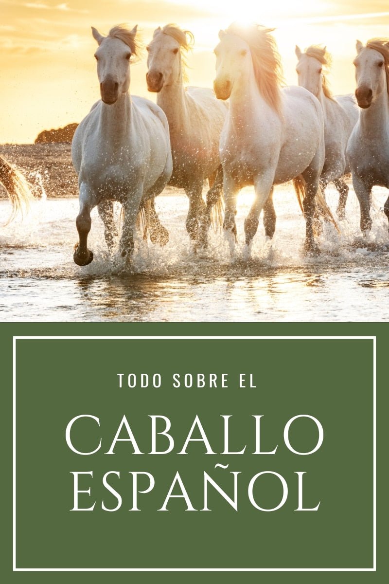 Caballo Español PRE - Guía completa de la raza andaluza D'Hispania