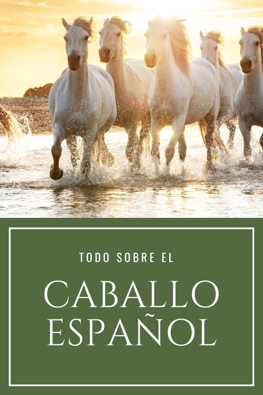 Caballo Español PRE - Guía completa de la raza andaluza D'Hispania