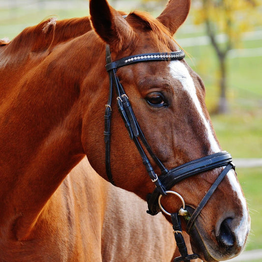 La Embocadura del Caballo: Guía Completa para Jinetes y Entusiastas Equinos - Tienda Hípica Online | D’Hispania ®
