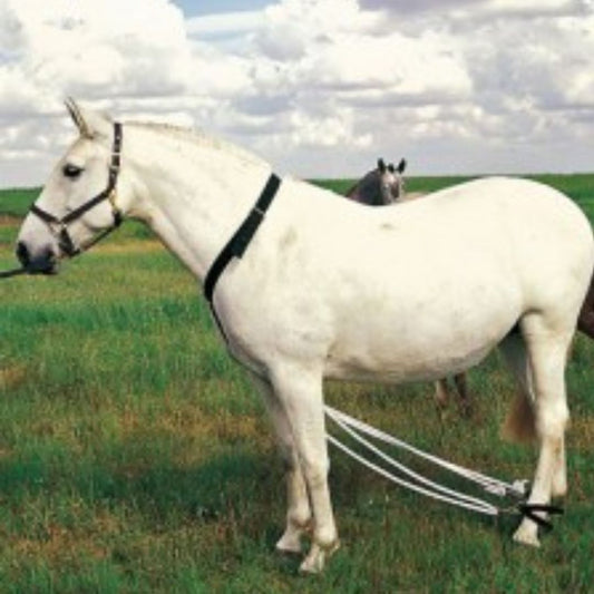 Trabas para caballos - Guía completa de tipos y uso seguro D'Hispania
