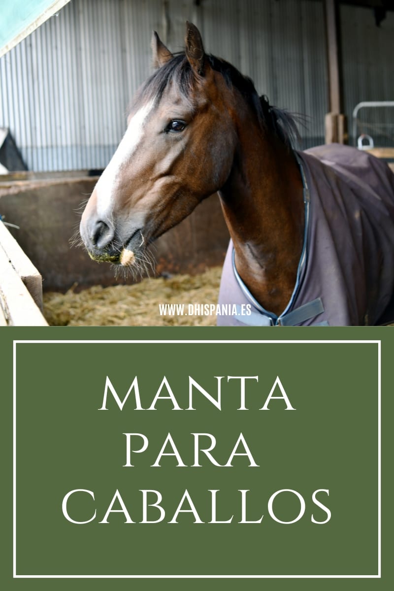 Guía para elegir la manta perfecta para tu caballo - D'Hispania