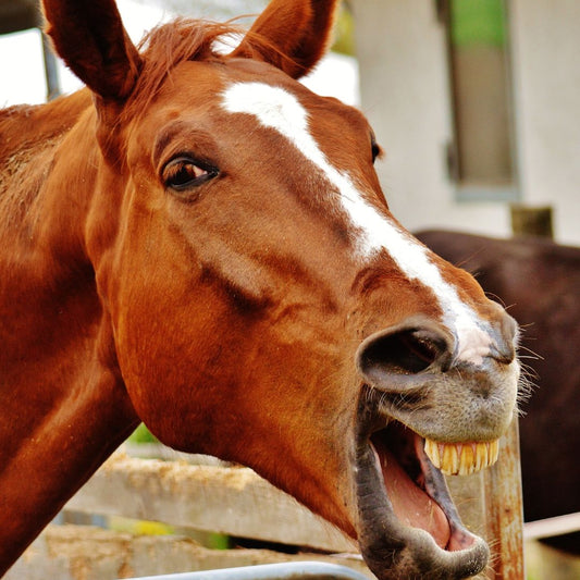 ¿Por qué los Caballos Necesitan ir al Dentista? La Importancia de la Odontología Equina - Tienda Hípica Online | D’Hispania ®