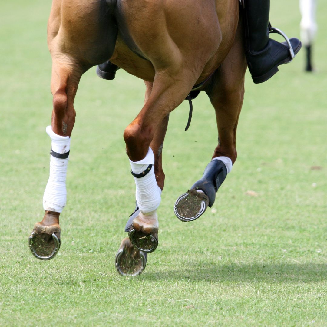 Protectores para Caballos: Guía Completa de Seguridad y Rendimiento Ecuestre - Tienda Hípica Online | D’Hispania ®