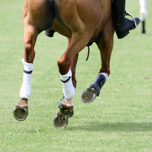 Protectores para Caballos: Guía Completa de Seguridad y Rendimiento Ecuestre - Tienda Hípica Online | D’Hispania ®