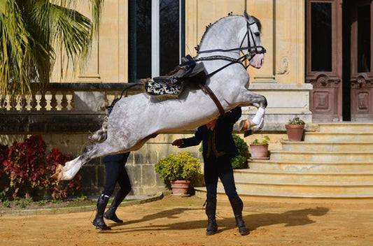 Real Escuela Andaluza del Arte Ecuestre: Tradición y Equipamiento Profesional - Tienda Hípica Online | D’Hispania ®