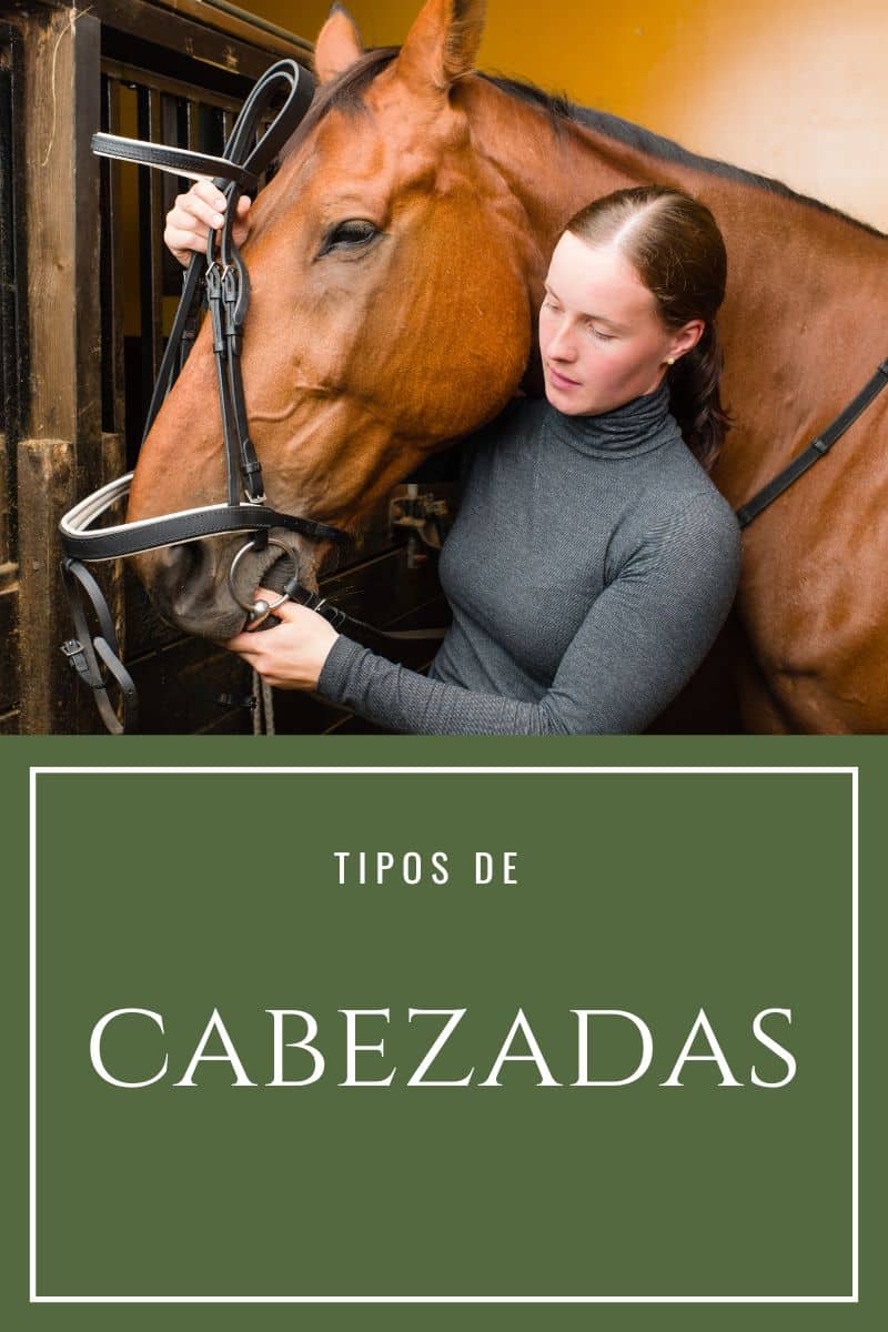 Guía de cabezadas para caballos - Tipos y usos D'Hispania