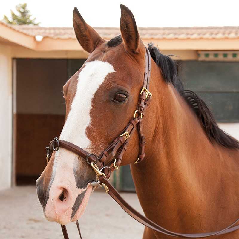 CABEZADA CAROLINA CON MONTANTE - Tienda Hípica Online | D’Hispania ®